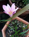 Zephyranthes Robusta